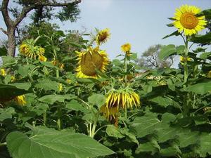 Tournesols semés en 2014