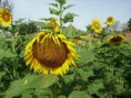 /album/galerie-de-photos-la-culture-du-tournesol/pict0215-jpg/